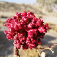 اجرای استخر