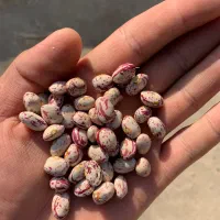 لوبیا چیتی بذری