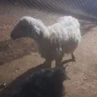 میش خوب|حیوانات مزرعه|سیدان, |دیوار