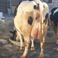 تلیسه سوپر گاو