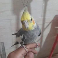 عروس هلندی حرف میزنه