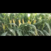 ذرت علوفه تخمیر شده و دان دار