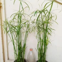 گل نخل مرداب و گندمی