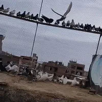 80عدد کبوتر|پرنده|شاهین دژ, |دیوار