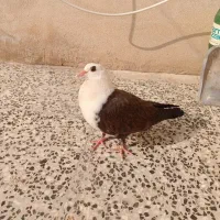 کبوتر کلاغ کربلایی