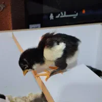 جوجه گلین|حیوانات مزرعه|خاوران, |دیوار