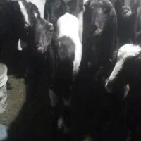 ۱۶عددبز زاییده وابستن