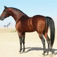 مادیون کورسی درجه یک اماده