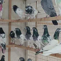 کبوتر تیدی پاکستانی|پرنده|رشت, تازه آباد|دیوار