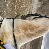 اسب مادیان یکسر عرب