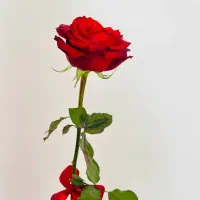 گل رز|گل و گیاه طبیعی|گناباد, |دیوار