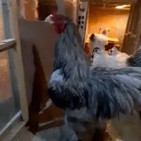 تخم مرغ برهما لایت و بلو