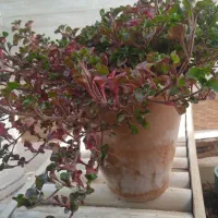 گل رویال سبز و قرمز