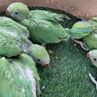 جوجه طوطی ملنگو