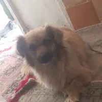 سگ پامر
