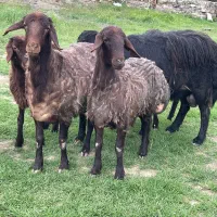 بره ماده کشتاری