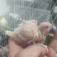 جوجه عروس هلندی