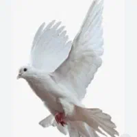 کبوتربه تعداد زیاد