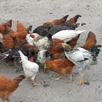 جوجه محلی