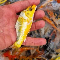 ماهی کوی|ماهی|سنگر, |دیوار