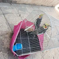 دوتا عروس هلندی طوسی خوش آواز وحرف زدن هم بلدن