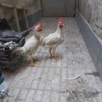 خروس تازه به بلوغ رسیده