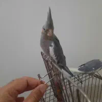 دو عدد عروس هلندی با قفس|پرنده|بومهن, |دیوار