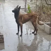 مالینویز و الابای