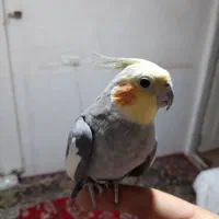 دو عدد عروس هلندی