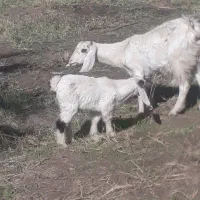 بز باکره نر