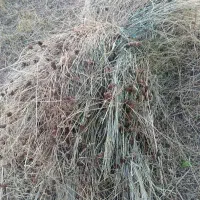 علوفه چمن