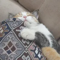 واگذاری گربه ماده