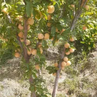 باغ روستای خوش آب و هوای زواریان|فروش زمین و ملک کلنگی|سلفچگان, |دیوار