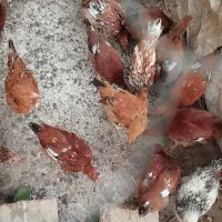 مرغ و خروس