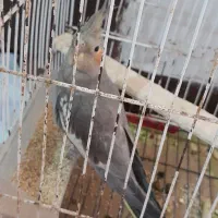 عروس هلندی نر