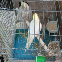 یه جفت عروس هلندی مولد|پرنده|قرچک, مهدیه|دیوار