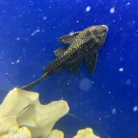 لجنخوار|ماهی|هشتگرد, فاز ۳ مهستان|دیوار