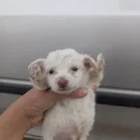 توله سگ|سگ|گنبد کاووس, |دیوار