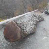 چوب گردو|خدمات باغبانی و درختکاری|سنندج, |دیوار