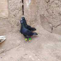 5تا نر و ماده پر و جف