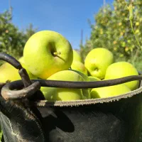 نیاز به اکیپ سیب چینی