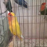 کوتوله در پرنده