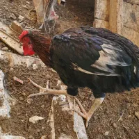 خروس|حیوانات مزرعه|ری, شهرک نظامی|دیوار