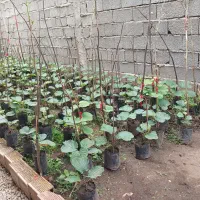 نهال کیوی|خدمات باغبانی و درختکاری|حویق, |دیوار