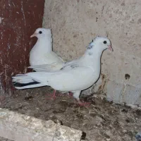 جوجه کبوتر پرشی