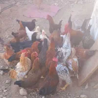 مرغ و خروس محلی|حیوانات مزرعه|اهواز, ۲۰۰۰واحدی|دیوار