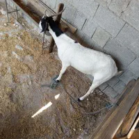 بز بعر|حیوانات مزرعه|وحدتیه, |دیوار