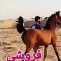 خرید اسب های قیمت مناسب