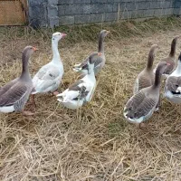 غازمحلی|حیوانات مزرعه|اسالم, |دیوار