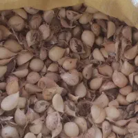بذر موسیر تمیز